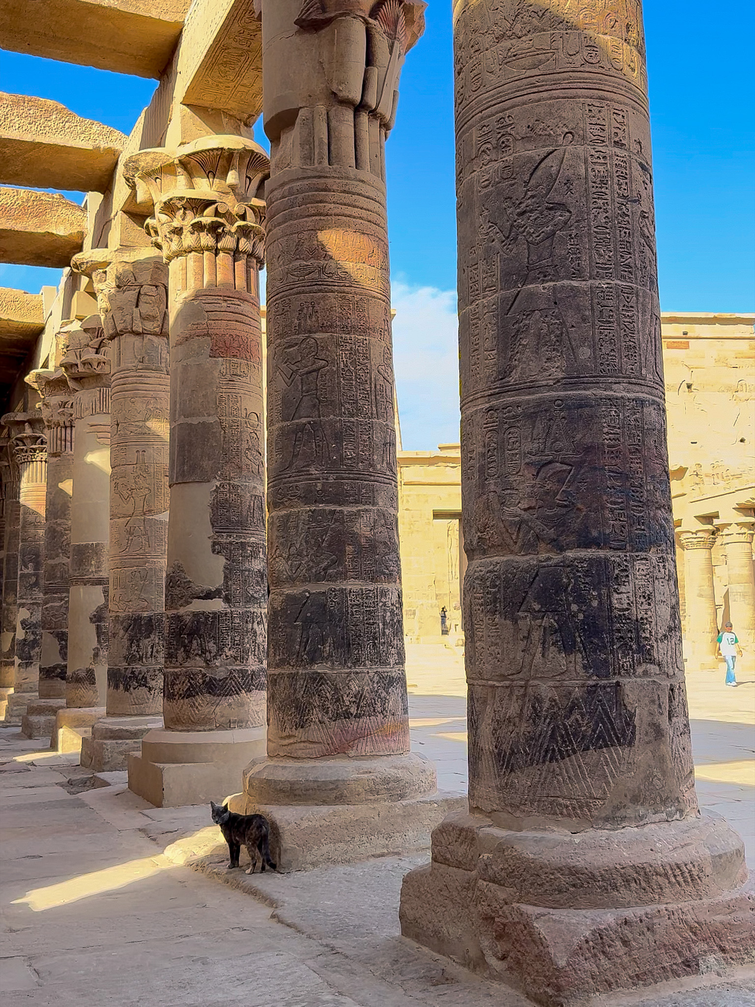 Stone columns at an ancient temple in Aswan, Egypt, covered in intricate hieroglyphs, with a small cat walking in the sunlight.