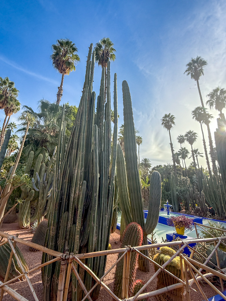 Tall cacti and lush greenery in Majorelle Garden, Marrakech, with the signature blue fountain in the background.