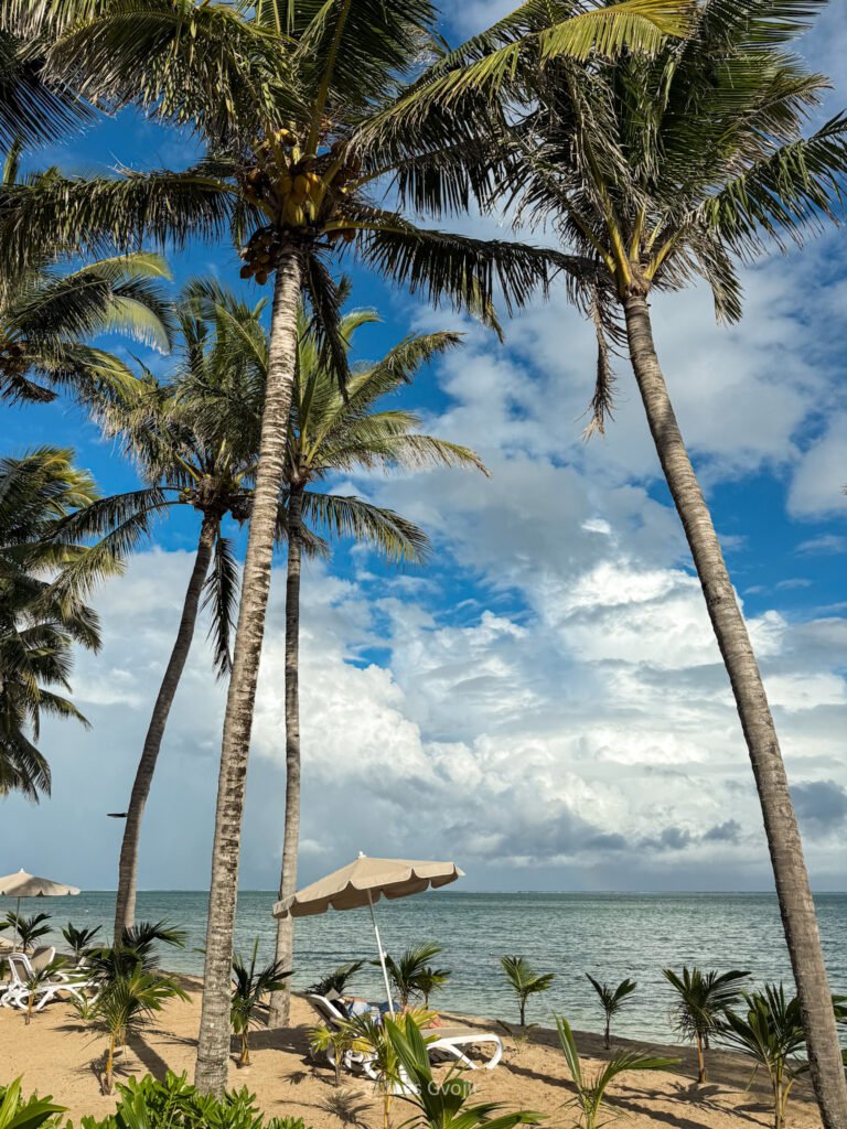 Le Morne Beach – Palm Trees and Lagoon