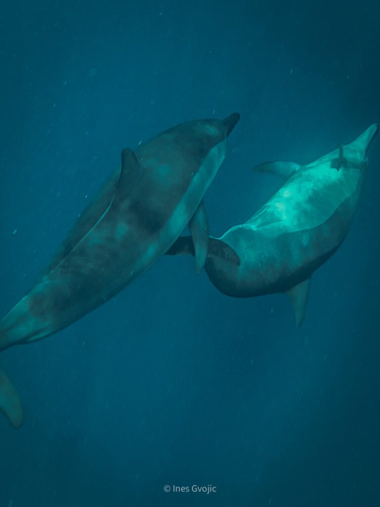 Two dolphins swimming underwater in Mauritius.