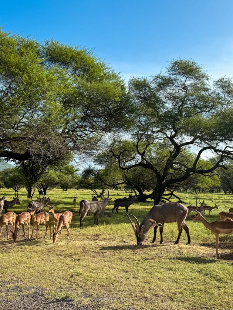 Antelopes and zebras grazing in Casela Nature Parks, Mauritius.